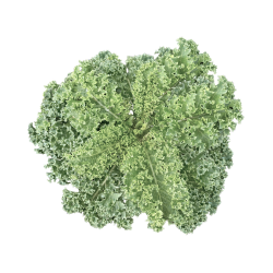 lechuga
