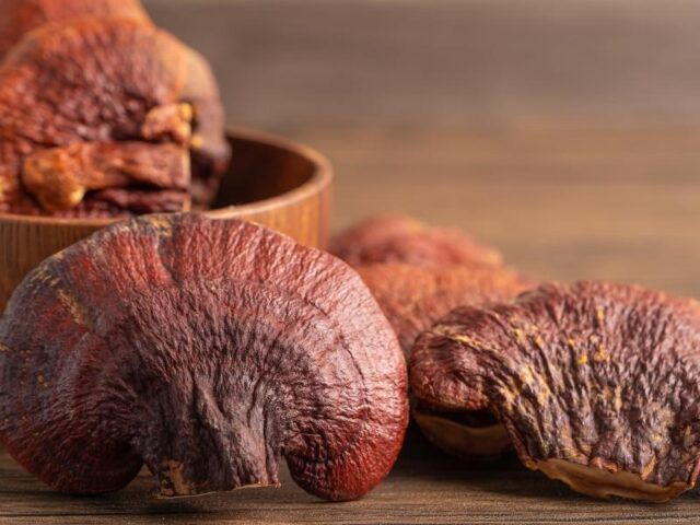 reishi