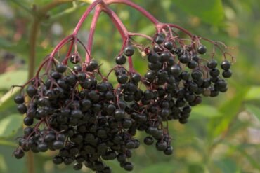 Reishi: El Hongo de la Longevidad y sus Increíbles Beneficios para la Salud