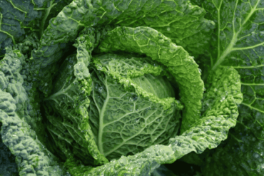 Salud Intestinal y Cómo Todo Está Conectado