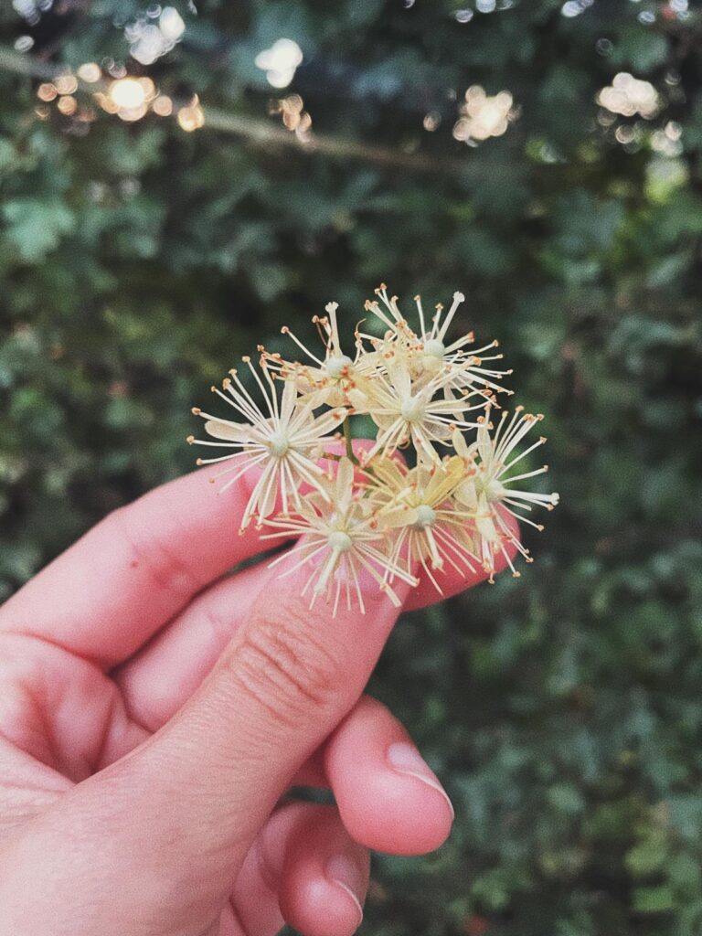 flores_tila